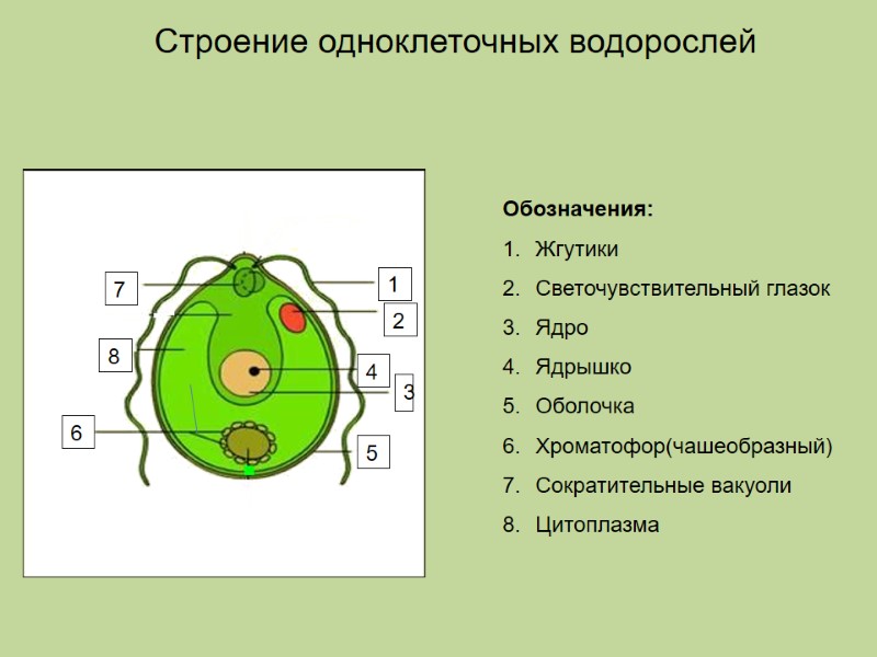 Обозначения: Жгутики  Светочувствительный глазок Ядро  Ядрышко  Оболочка Хроматофор(чашеобразный) Сократительные вакуоли Цитоплазма